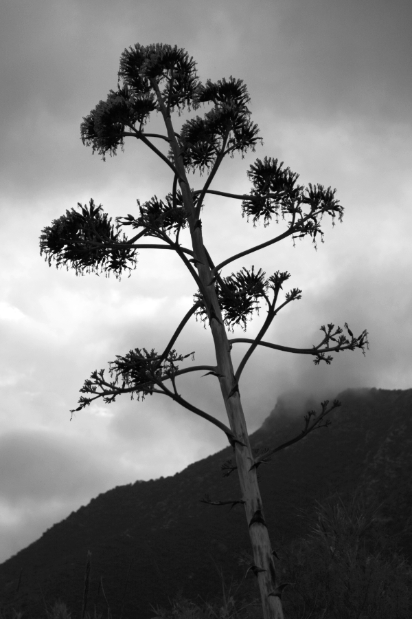 Agave on Plaka beach in black and white