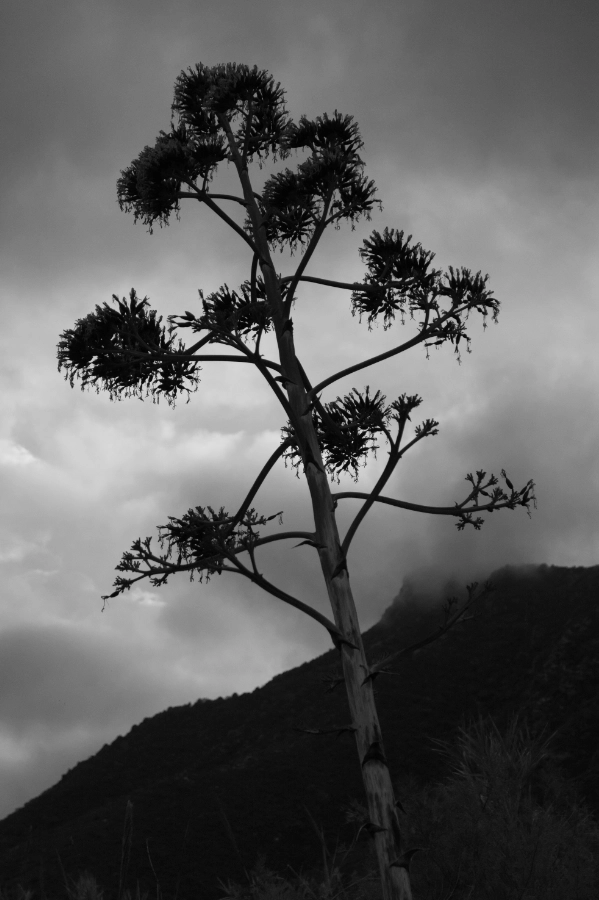 Agave on Plaka beach in black and white