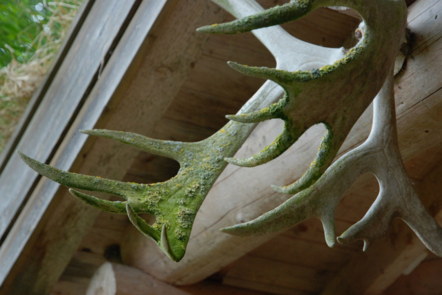 Elk antlers on a house in Sweden