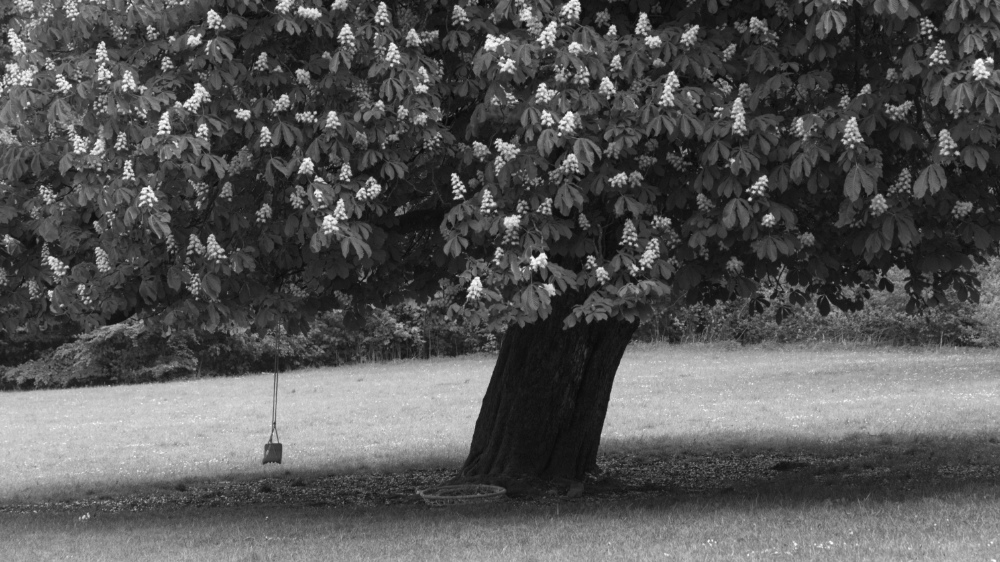 Chestnut with swing in black and white