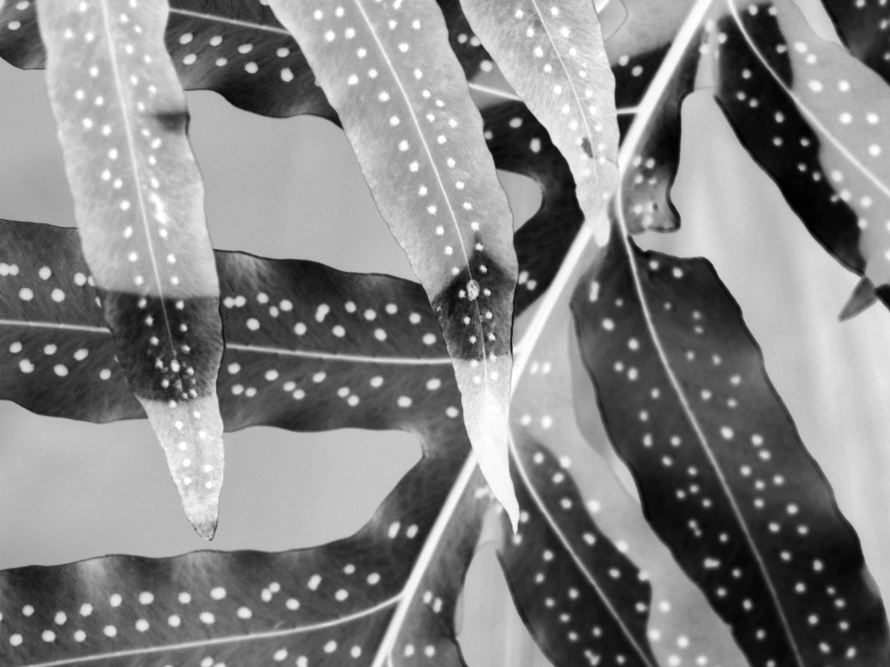 Ferns inverted in black and white