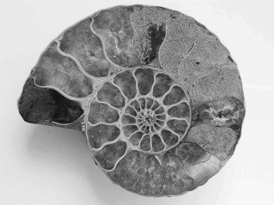 Fossil Ammonite