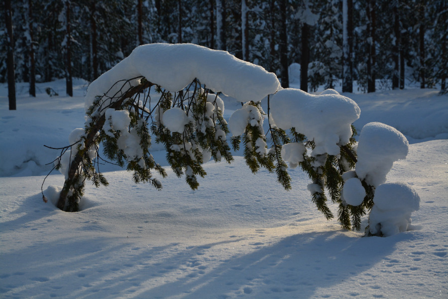Bended tree loaded with snow, Posio, Finnish Lapland 