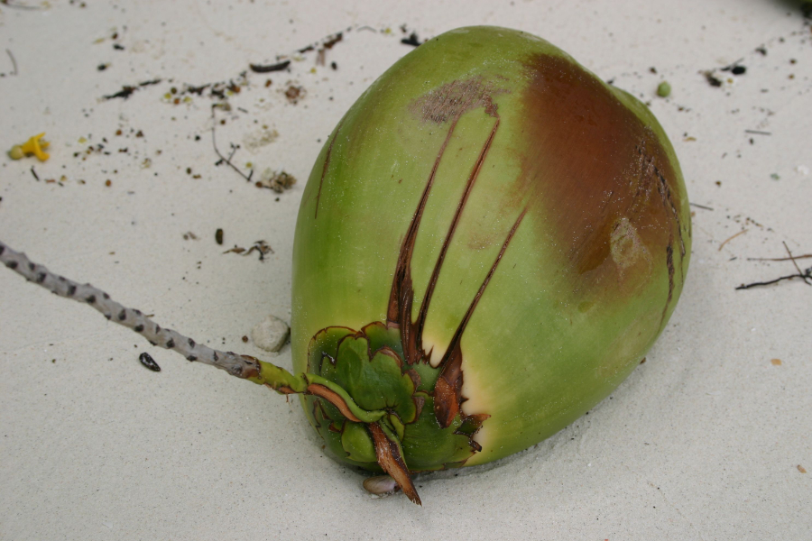 Coconut on Kri, Raja Ampat