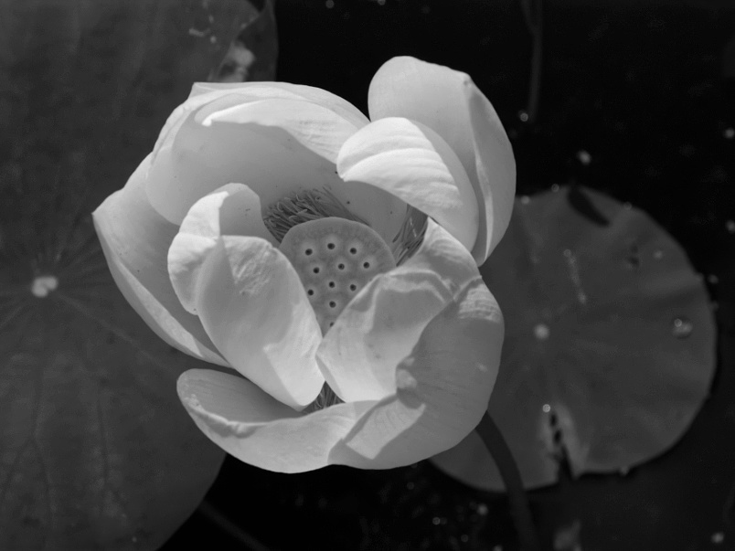  Lotus flower at the Hortus Botanicus in black-white