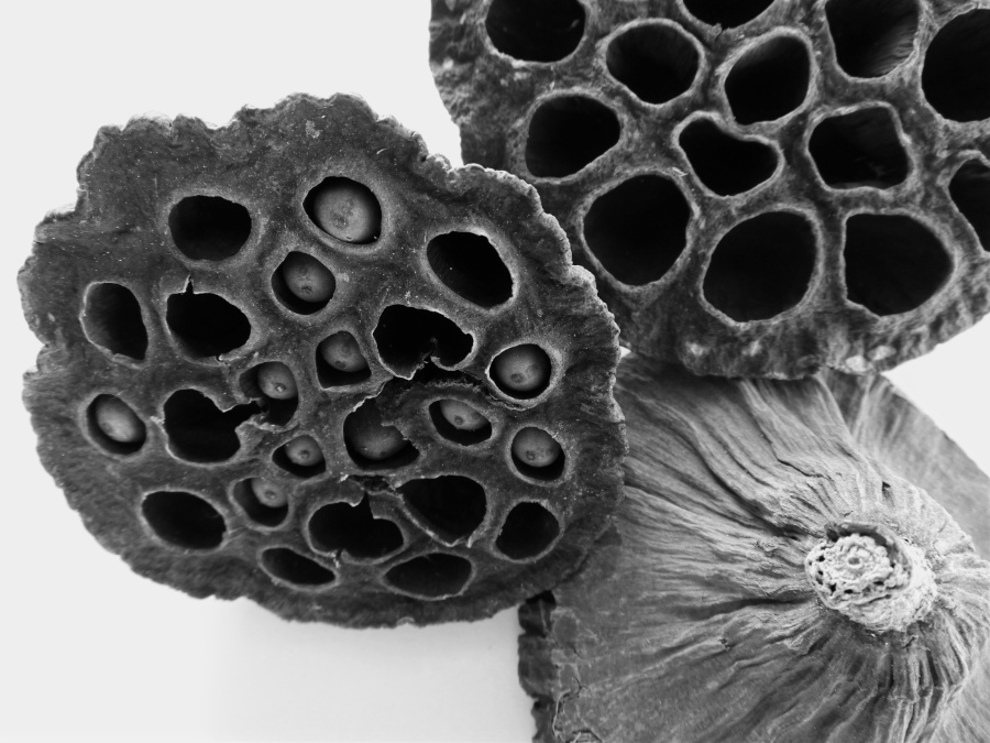 Lotus flower seed pods
