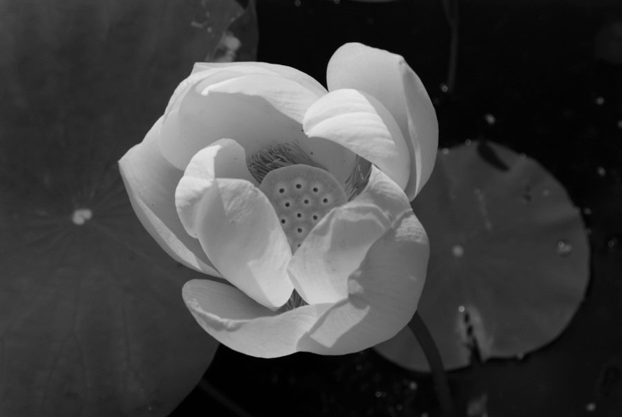  Lotus flower at the Hortus Botanicus in black-white