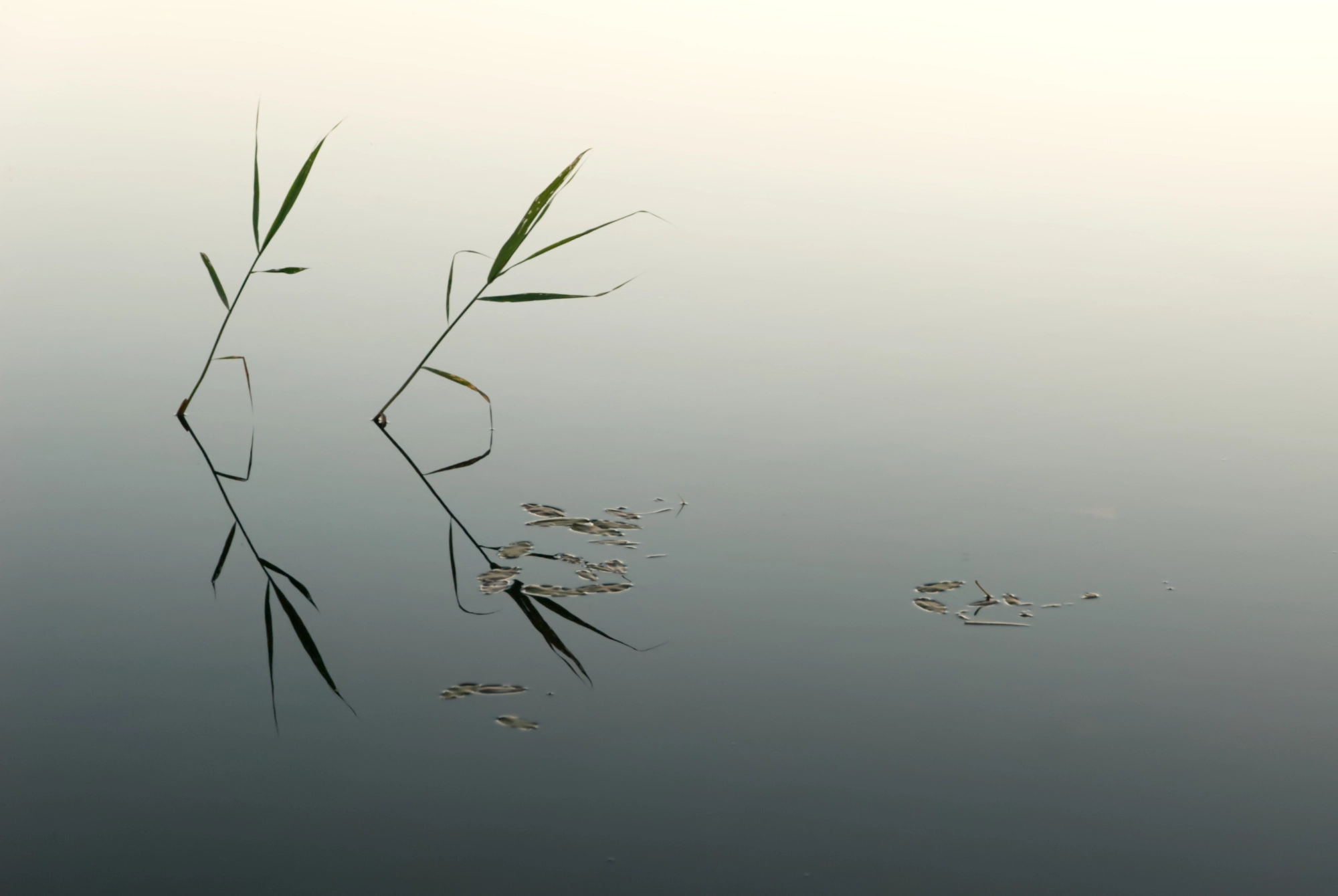 Cane reflected in Swedish lake at midsummer night