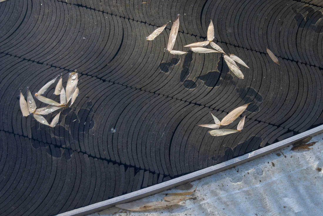 Floating bamboo leaves, moved by the breeze