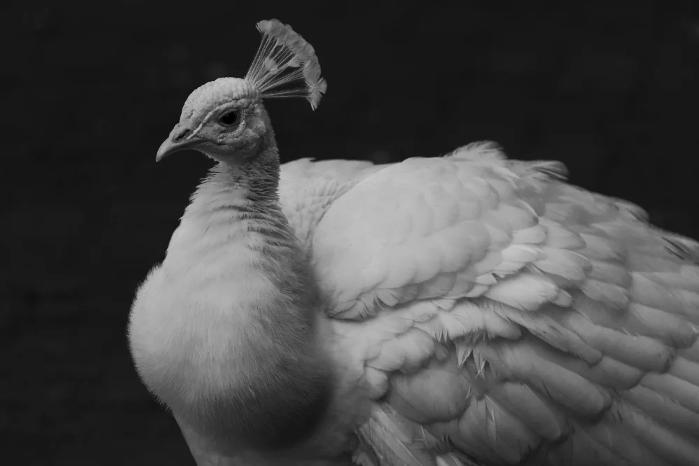 White peacock, in black and white