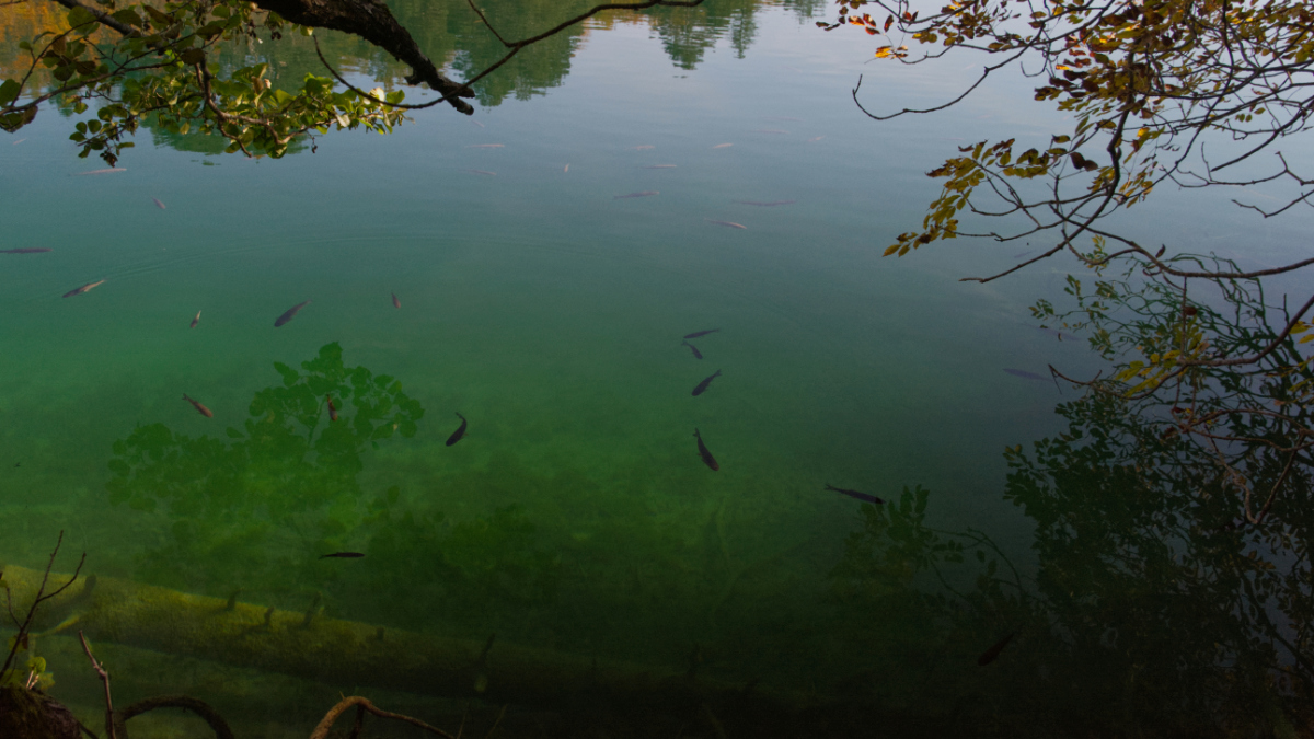 Plitvice lake with fish and reflections of trees