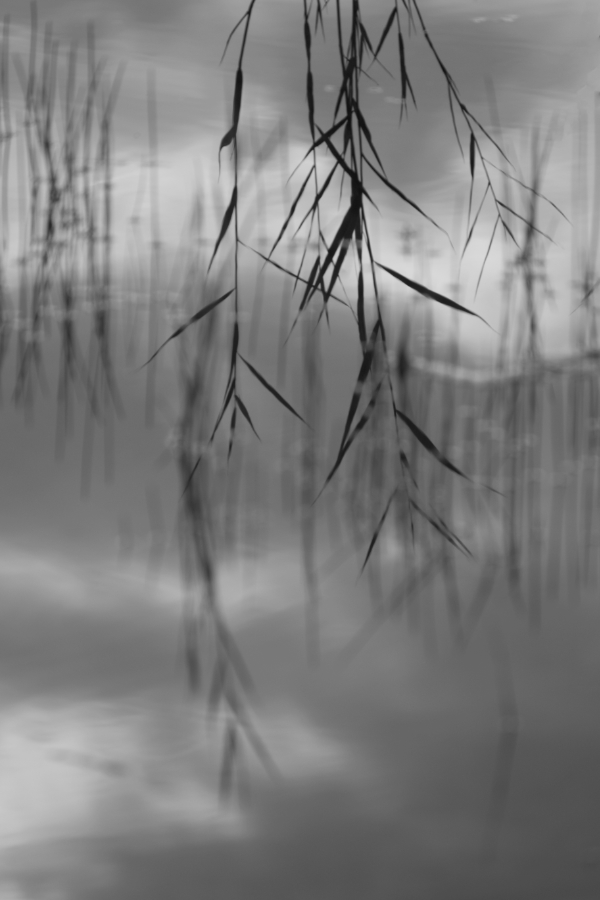 Reed reflected in Flatens lake, Sweden, in black and white