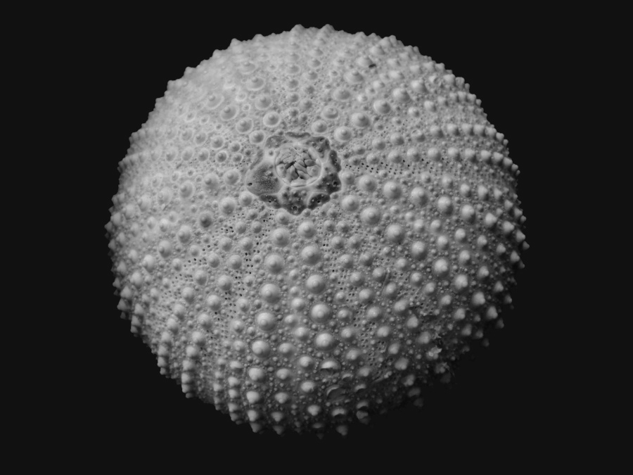 Sea urchin skin in black and white