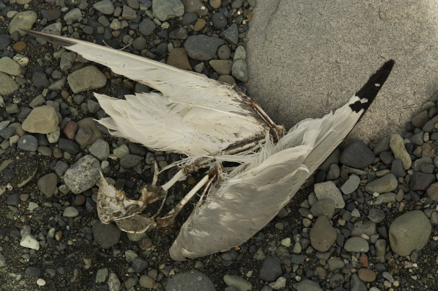 Skeleton of Herring gull on the border of Jokulsarlon Ice lake, Iceland.