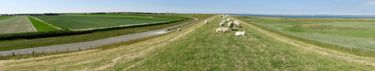 Sheep on Wadden island Texel