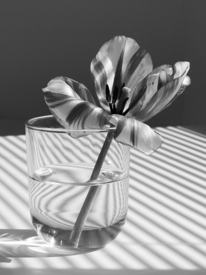 Tulip in black and white