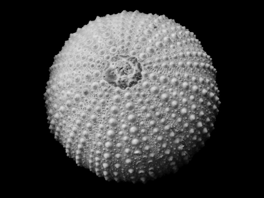 Skeleton of a sea urchin in black and white